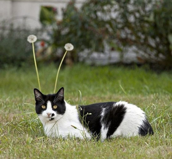 I always knew that cats were aliens.