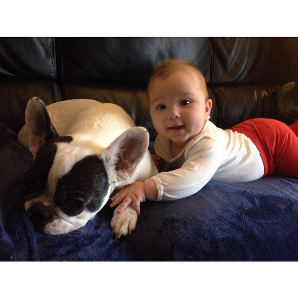 Oreo the French Bulldog was the baby of the house long before Olivia came around. 