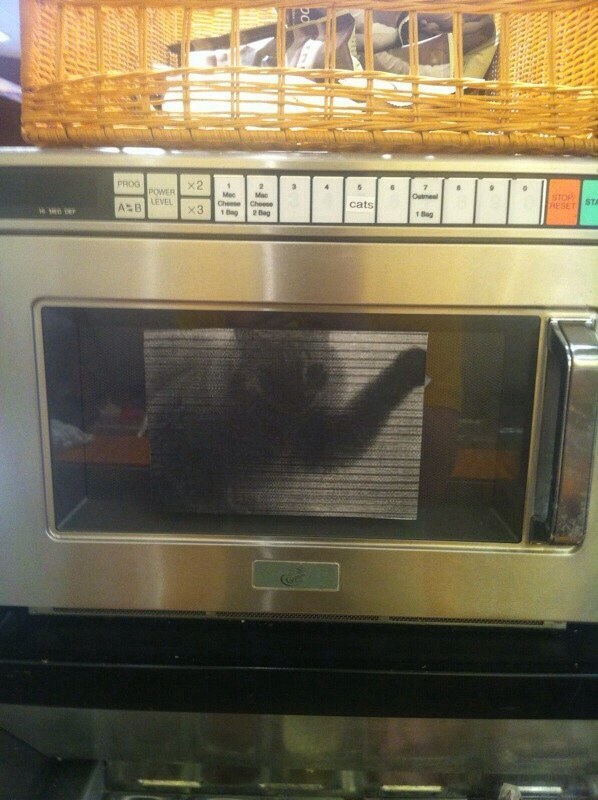 Putting a paper picture of a cat in a microwave is totally uncalled for.