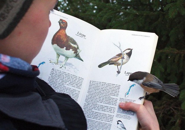 10. 這隻鳥正在...讀關於自己的介紹？