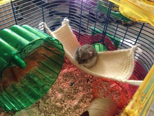 8. 这只小仓鼠正在客制化吊床上享受他的美好时光。