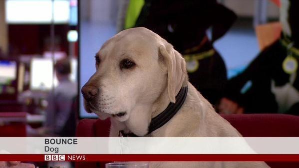7. 這隻狗狗受到BBC的採訪，因為據說狗狗能幫你找到最適合你的伴侶。
