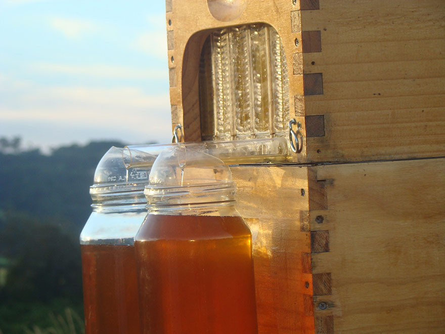 他們的做法是建造半個蜂巢給蜜蜂使用，其餘的部分蜜蜂會自己用蜂蠟來完成。