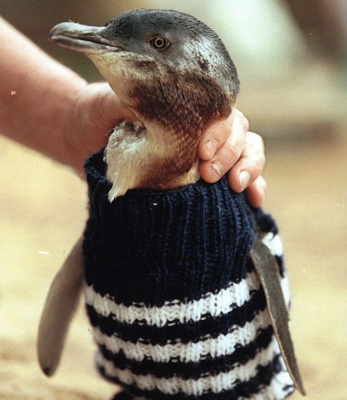 小藍企鵝是只有在紐西蘭還有澳洲南部才會發現的品種，大約有32000隻正居住在菲利浦島。