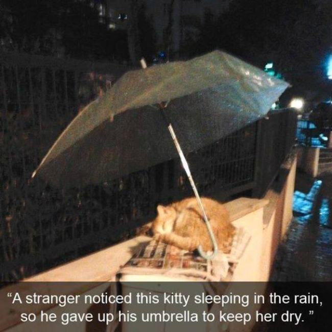 帮猫撑伞