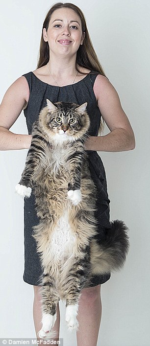 他的主人表示，他们还不确定Ludo是不是全英国最大只的猫咪，但是肯定已经接近了。