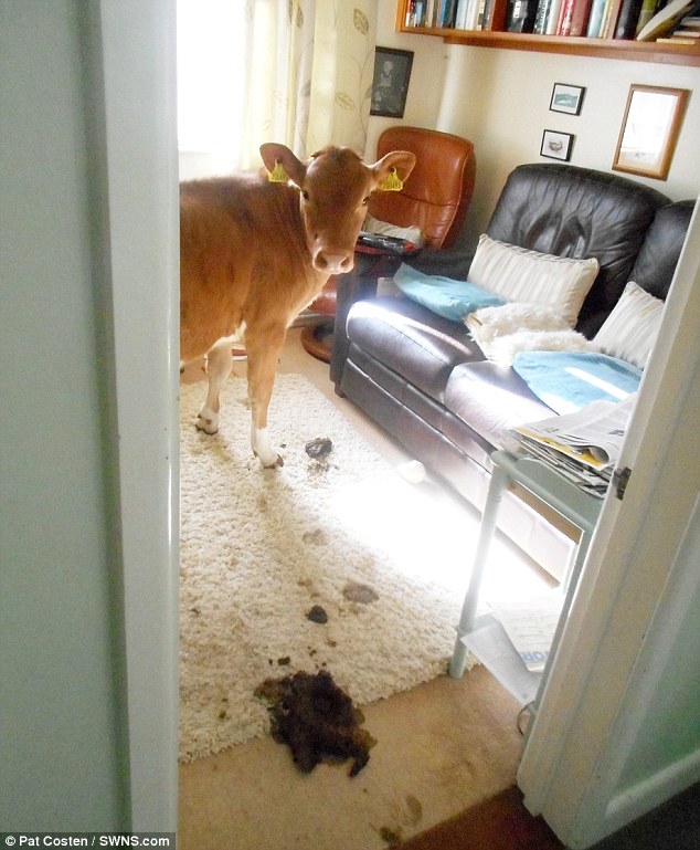 The cows, known as five and six, left large pats on Ms Costen's white carpets after they broke into the house