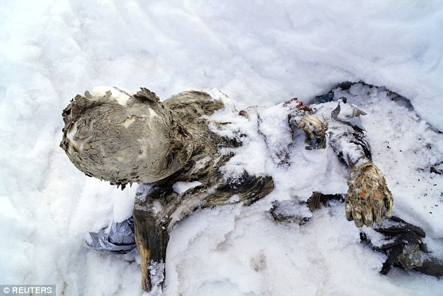 Tragic: It is thought they may be two Mexicans killed in an avalanche 55 years ago