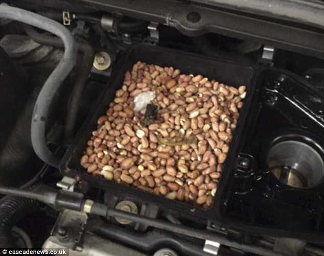 直到他们打开了引擎盖，才发现原来他们的车子被松鼠擅自当做藏宝箱，默默地暗藏了从鸟饲料盒偷来的上百颗坚果，就藏在他们的空气滤网‎里头。