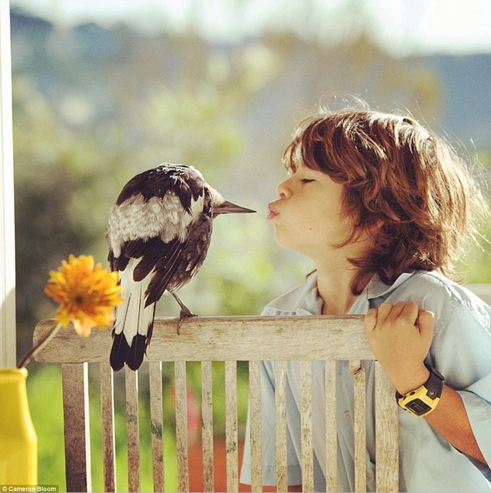 Noah Bloom, 11, kisses his pet magpie goodbye before heading off to school. Named 'Penguin' simply because of her resemblance to the aquatic creature, the magpie has been part of the Bloom family since 2013