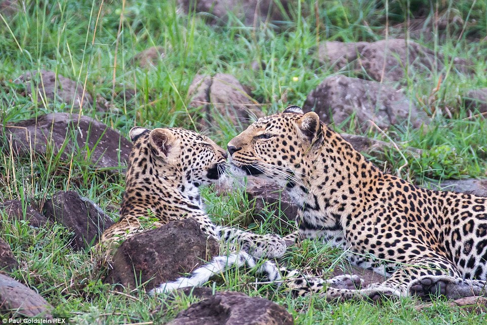 A leopard mum shows her teenage cub who is boss in Masai Mara, Kenya