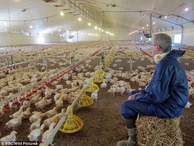 英国肯德基揭露了每年提供他们2300万只鸡的1000间农场，还有它们的状况。上万只小鸡们住在农场里头35天，接着就被以气体杀死，并进行食材处理的程序。
