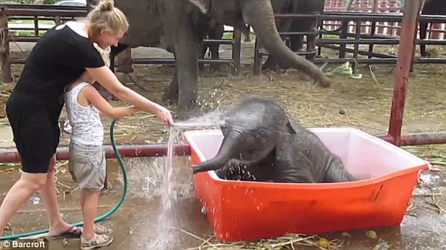 The video concludes with a woman and little girl spraying the elephant before it runs after with their hose