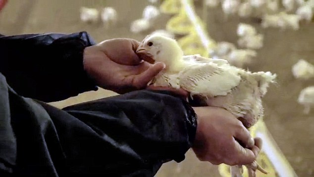 紀錄片當中，小雞們的生活環境充滿了自己的糞便，裡頭34000隻小雞住在只有幾個窗戶的農場，讓一些行動家也認為這樣的環境很「殘忍」，然而農場卻認為這是個「很好的生活」。