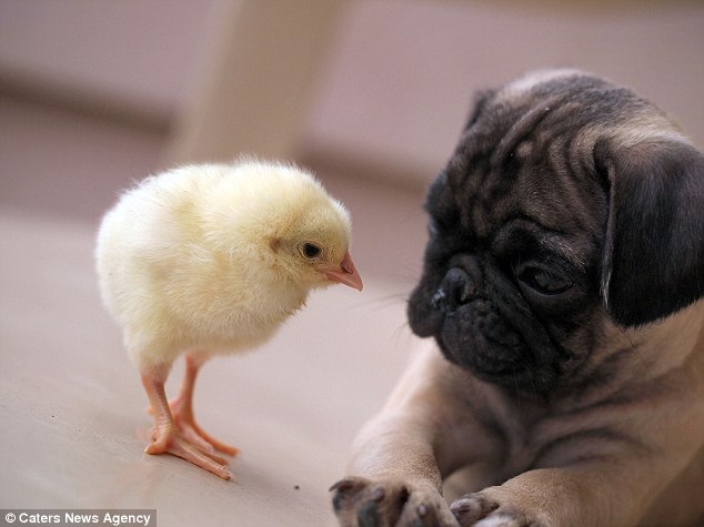 Friends: KFC seems to look inquisitively at Fugly. The chick can be spotted following the pug around