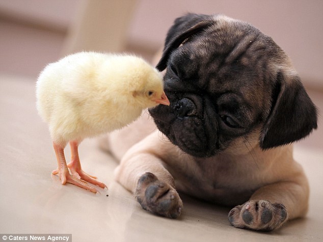 Adorable: KFC the chick plants a peck on Fugly the pug's nose. The two have become inseparable since they were introduced by their owners.