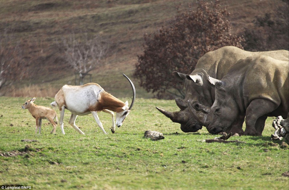 Come on then: The scimitar oryx  gets its name from its scimitar-shaped horn which can measure up to 5ft (1.5m) in length