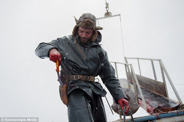 Blood on their hands: Bertrand Oucoin  pulls a harp seal onto his barge at the beginning of the annual seal hunting season