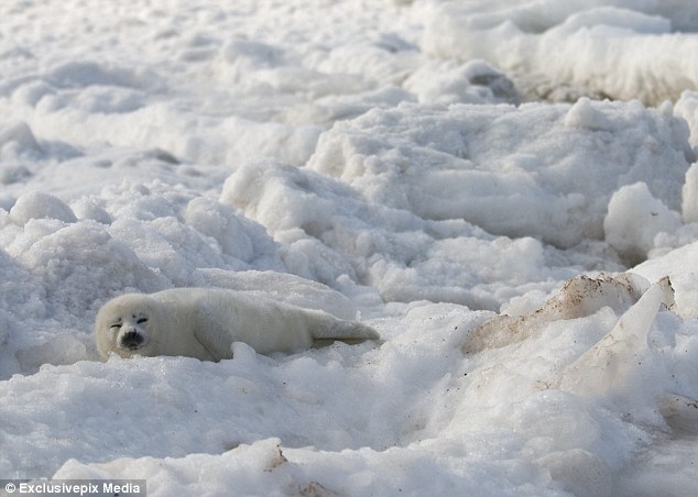 Clubbing babies: An estimated 95-98 per cent of the seals killed during the commercial hunt are three weeks to three months old