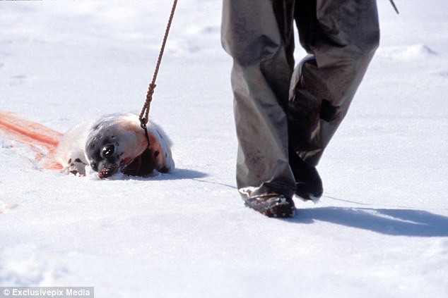 No change: Despite the hunting quotas for harp seals staying at 400,000, just 94,000 harp seals were killed during the commercial hunt in 2013