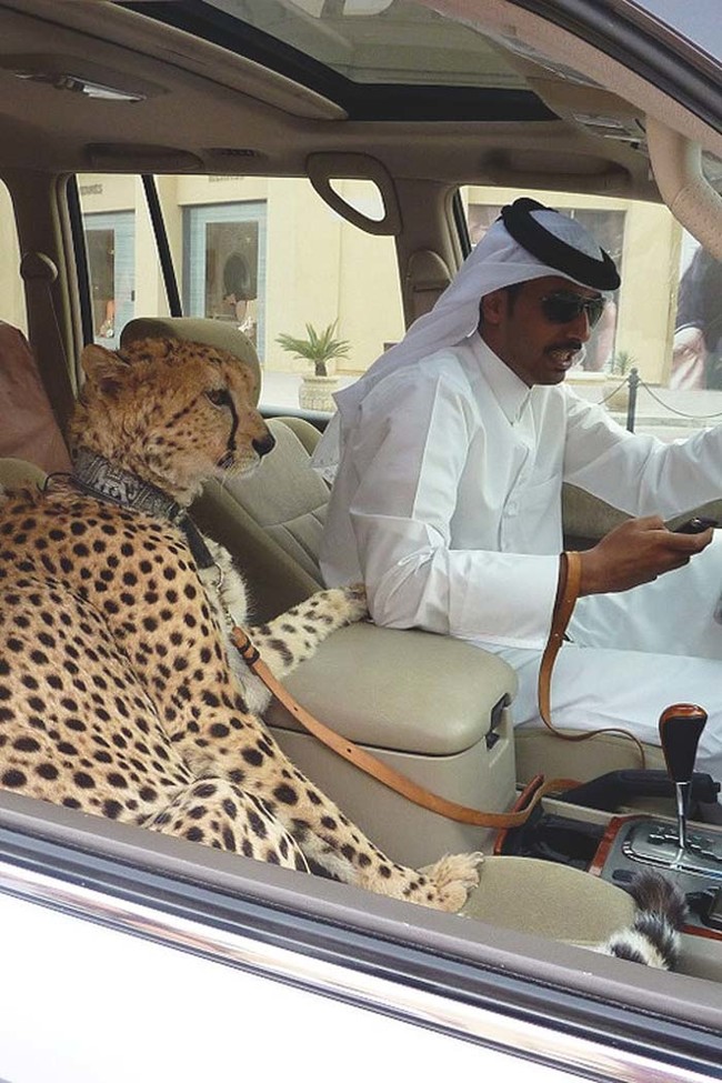 "Just taking a drive with my pet cheetah in the front seat."