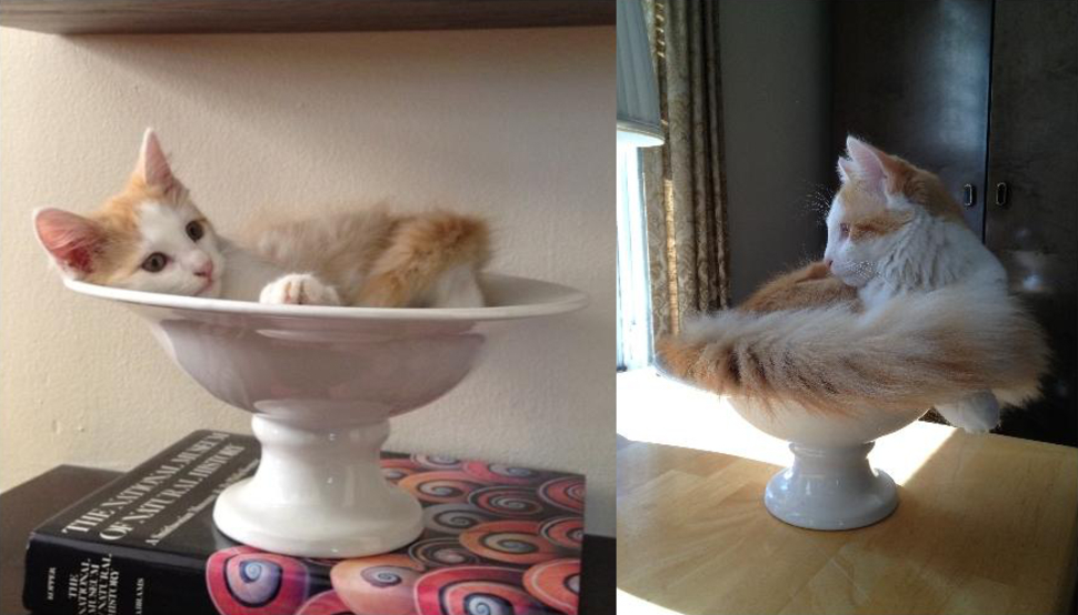 同样的盆子、同样的猫咪！但效果差很多！