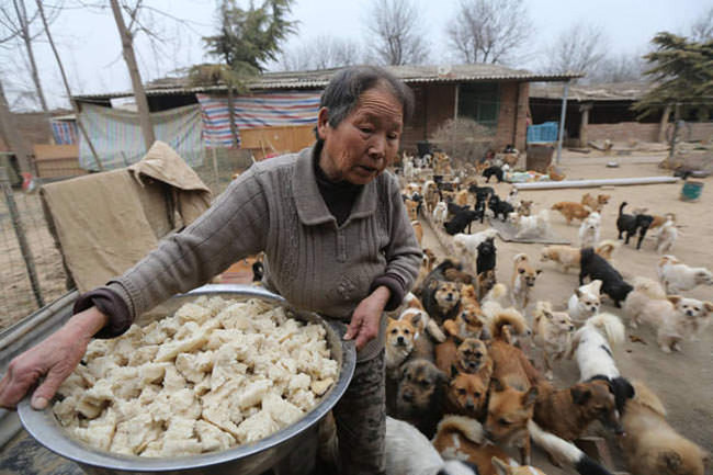 这个流浪动物庇护所成立于2009年，由王艳芳创立，她创立的原因是因为她发现当地有许多的流浪狗被附近的管制机构抓走。