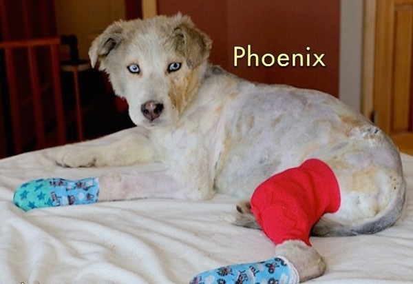 The pup was appropriately dubbed Phoenix, named after the bird that rises from its own ashes.