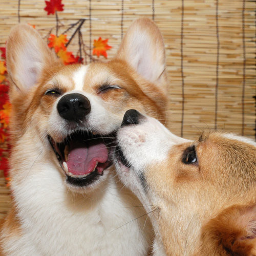 They can make almost anyone happier with one simple smooch.
