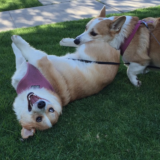 Corgis play-fighting is the cutest.