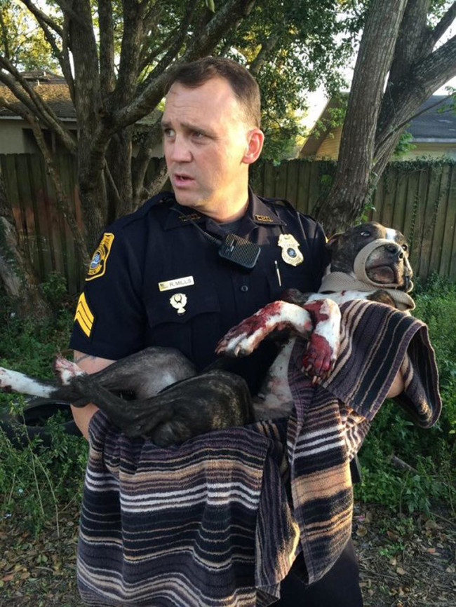 Senior Sergeant R. Mills carried the pup away from the tracks. She was quickly delivered to Tampa Bay Veterinary Emergency Service.
