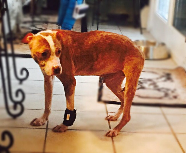 Rudy被找到的时候极度营养不良、全身布满伤口 ，有些伤口深到都可以看到骨头。