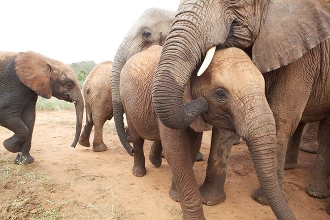 Once they're ready, the elephants are reintroduced into the wild herds of the area, where they can contribute to the repopulation of their beautiful species.