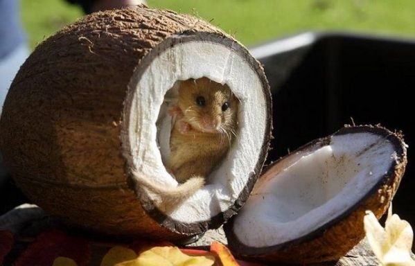 You put the mouse in the coconut...