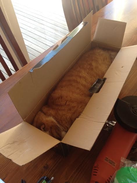 The classic: cat in a box. 