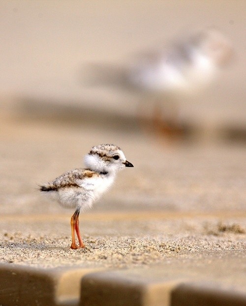 A fluffy seagull baby is adorable...until he gets older and tries to steal your sandwich while you picnic at the beach.