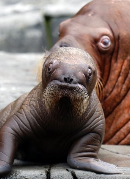 The answer is yes - baby walruses make mustaches look <em>adorable</em>.