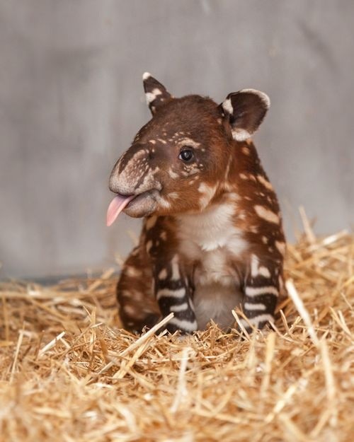 Never heard of a tapir before? You're welcome.