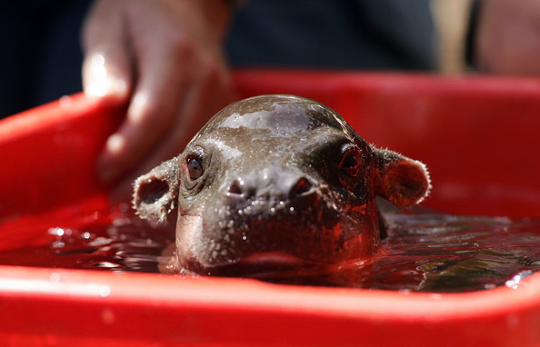 I think I'm in love with this baby hippo.