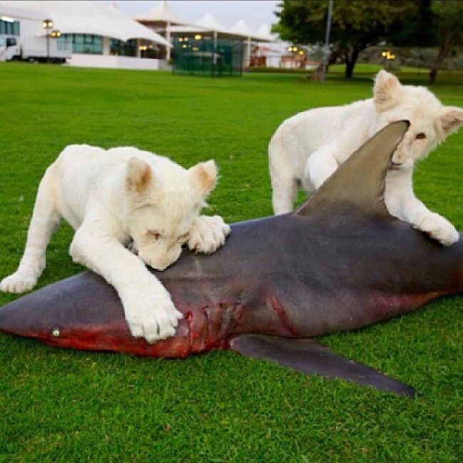 This photo of two lion cubs eating a shark was taken by a Sheik in his backyard.