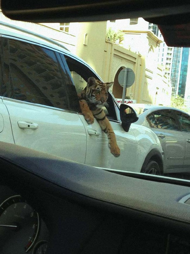 A common sight when you're stuck in traffic in Dubai.