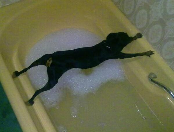这只狗狗很明显的不想洗澡...