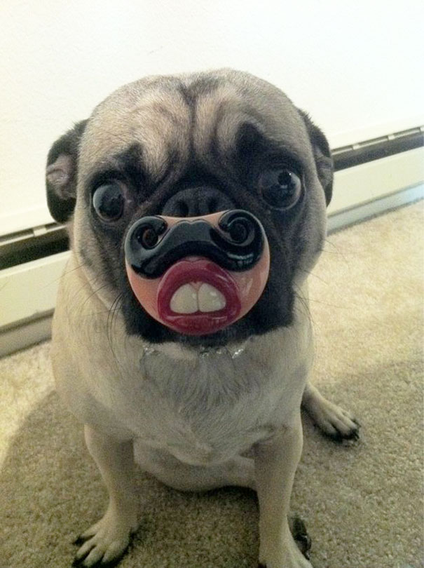 Funny Pug With His Toy