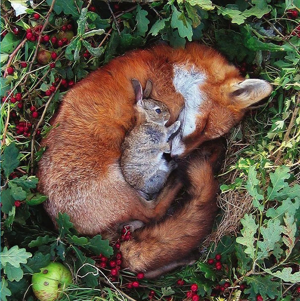Fox And Bunny