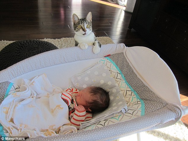 一位网友家中有一只虎斑猫Roxy，他们为了迎接新生儿做足了事情，但就是忘了要跟他们的猫讲。所以当Roxy第一眼看到家中多出了这个奇怪的东西 (对，我是指婴儿) 时，他的表情诉说了一切。