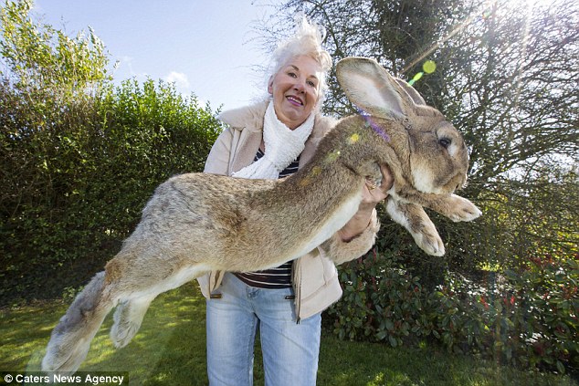 目前世界纪录中最大只的兔子，是英国布罗姆斯格罗夫小镇的Darius，重达25公斤、身长130公分左右，而它最具威胁性的可敬对手，就是目前身长110公分的儿子Jeff。 
