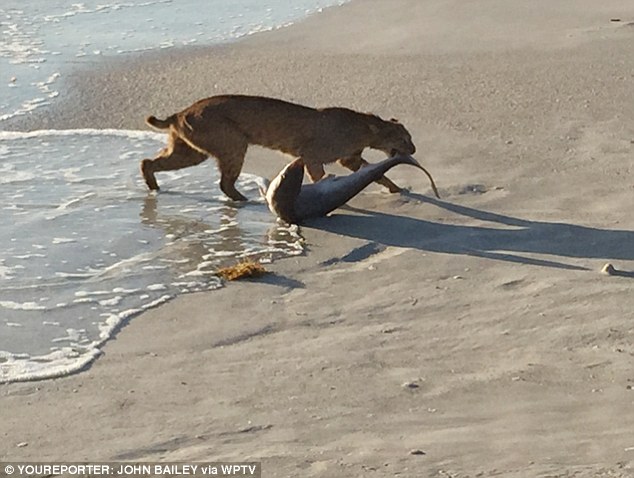 在美国佛罗里达维罗海滩 (Vero Beach)，有一个人拍下了这张不可思议的照片。一只山猫咬著一只鲨鱼，据当地媒体报导，这只山猫是进入水中才捕获鲨鱼。