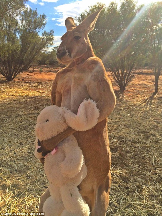 Alpha kangaroo Roger cuddles up to his new soft toy bunny while showing off his massive guns