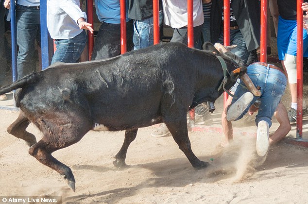 This unlucky man was gored during a bullrunning event in Teulada, a small coastal town on Spain's Costa Blanca, after falling over in front of the beast