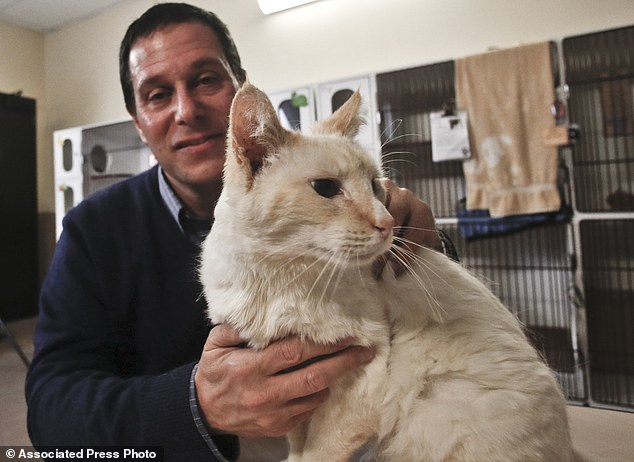 Cats are happy, calm or friendly when its whiskers are naturally out to the side. says Dr. Gary Weitzman, president and CEO of the San Diego Humane Society and SPCA and author of the new National Geographic book 'How to Speak Cat', pictured with Thorton, a male resident of the Humane Society shelter.